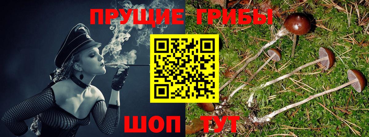 Галлюциногенные грибы Psilocybine cubensis Кубинка